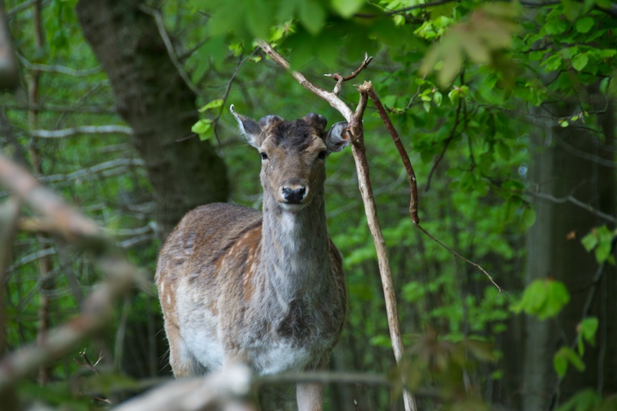 DSC_0039.jpg