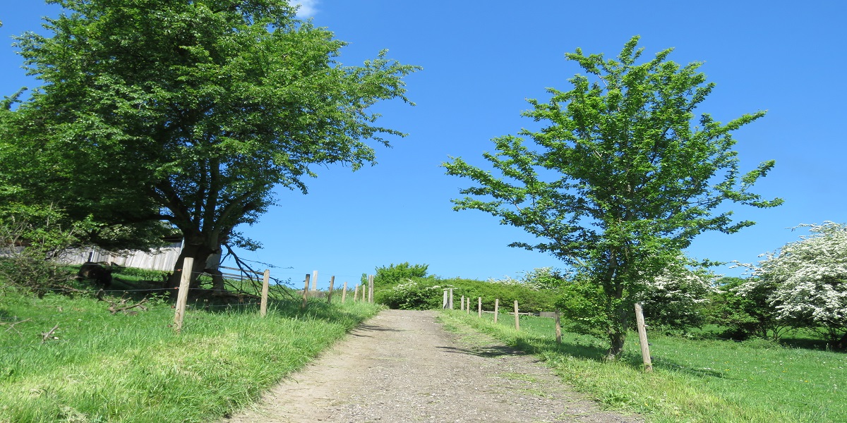 Madsbyparkens grønne områder 2.JPG