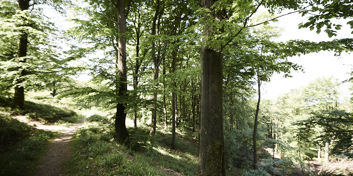 Munkebjerg_skov_1200x600.jpg