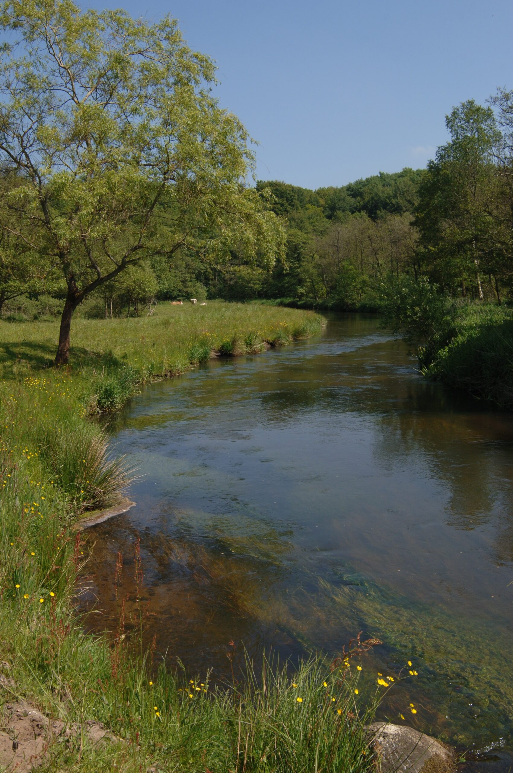 Natur 2.JPG