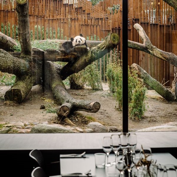 Panpan_123.jpg